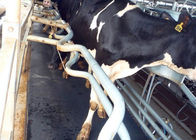 Υπομείνετε το μέτριο λαστιχένιο χαλί εφεδρειών αρμέγοντας μηχανών για τη στάση αγελάδων